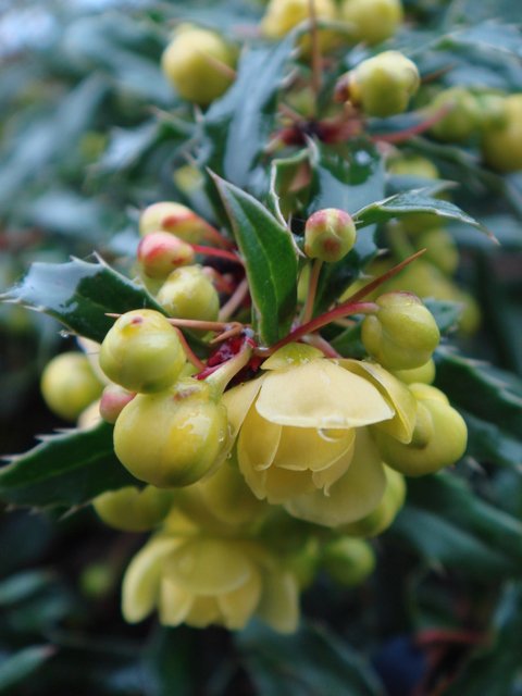 Berberis gagnepainii fleur